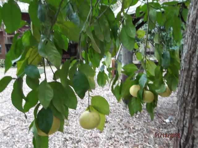 2390 Firehouse Road Lamont, FL 32336 - Photo 9 of 14 Gallery Image 9