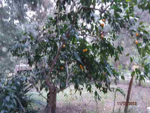 2390 Firehouse Road Lamont, FL 32336 - Photo 10 of 14 Gallery Image 10