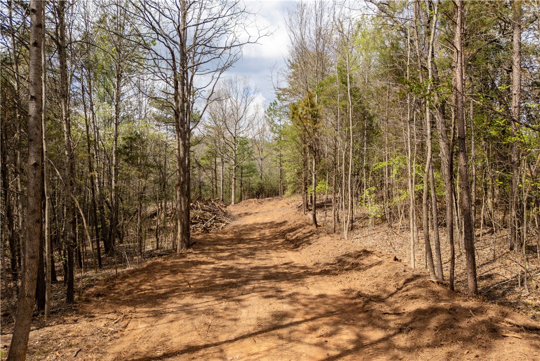 Tbd Gray Stroke Lane Pickens, SC 29671 - Photo 5 of 9 A road meanders through a serene wooded landscape, offering a private setting.