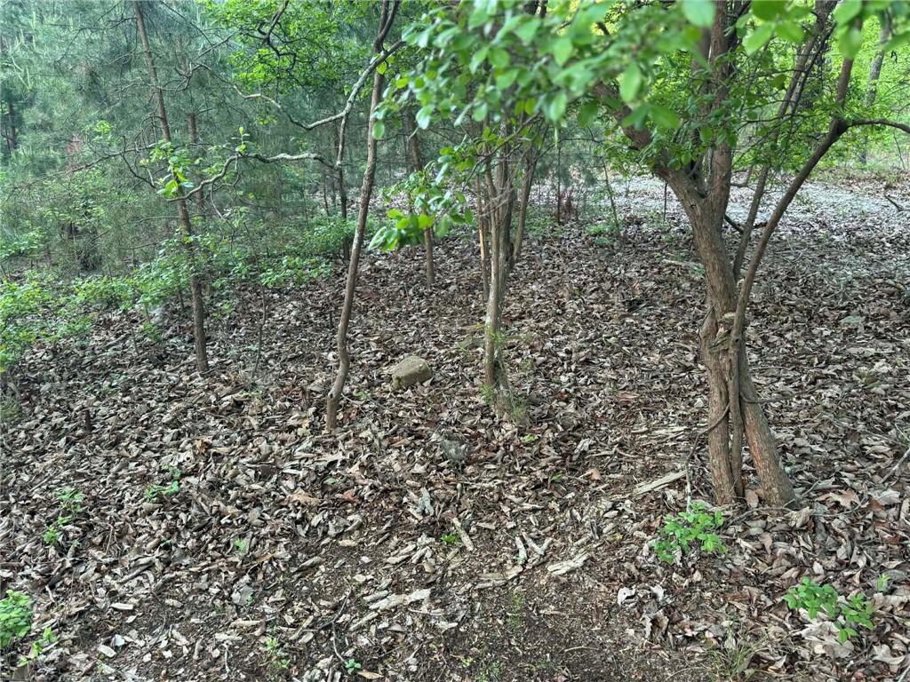 1181 Jewel Court Northeast Ranger, GA 30734 - Photo 3 of 18 a view of a forest with a trees