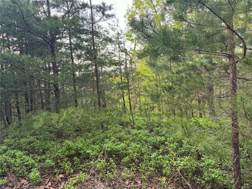1181 Jewel Court Northeast Ranger, GA 30734 - Photo 6 of 18 a view of a forest with a tree