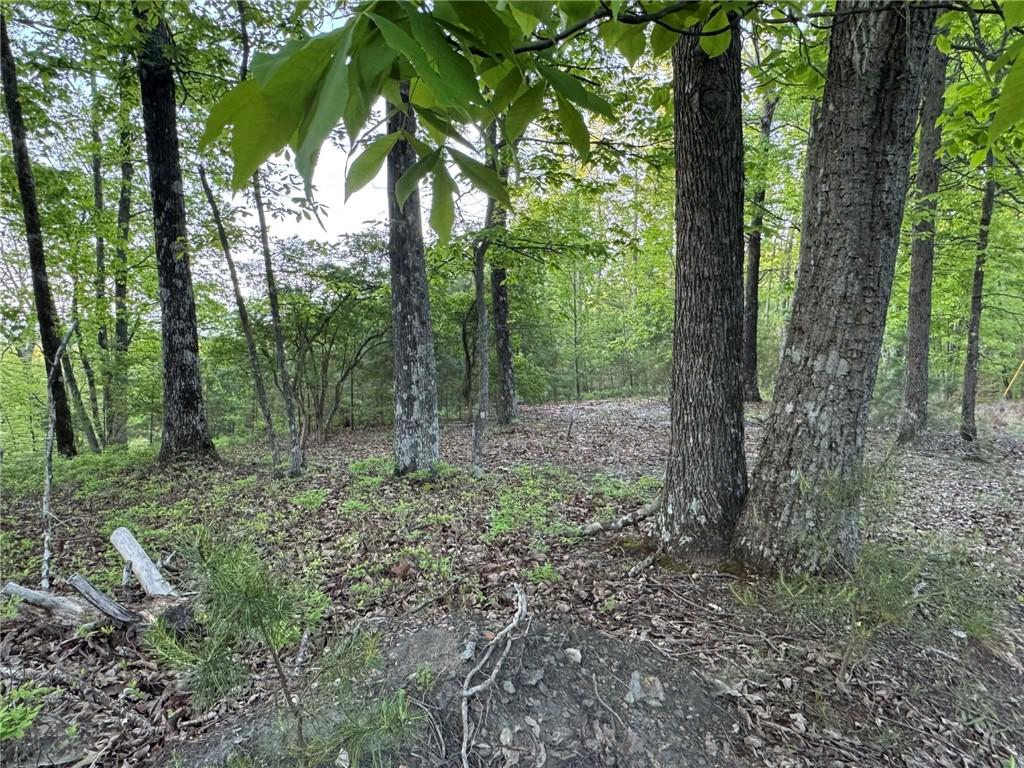 1181 Jewel Court Northeast Ranger, GA 30734 - Photo 9 of 18 a view of a forest with trees in the background