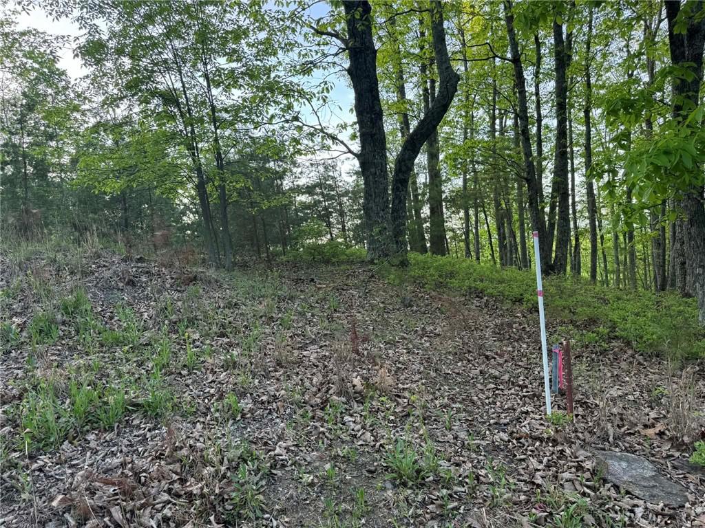 1181 Jewel Court Northeast Ranger, GA 30734 - Photo 10 of 18 a view of a forest that has large trees