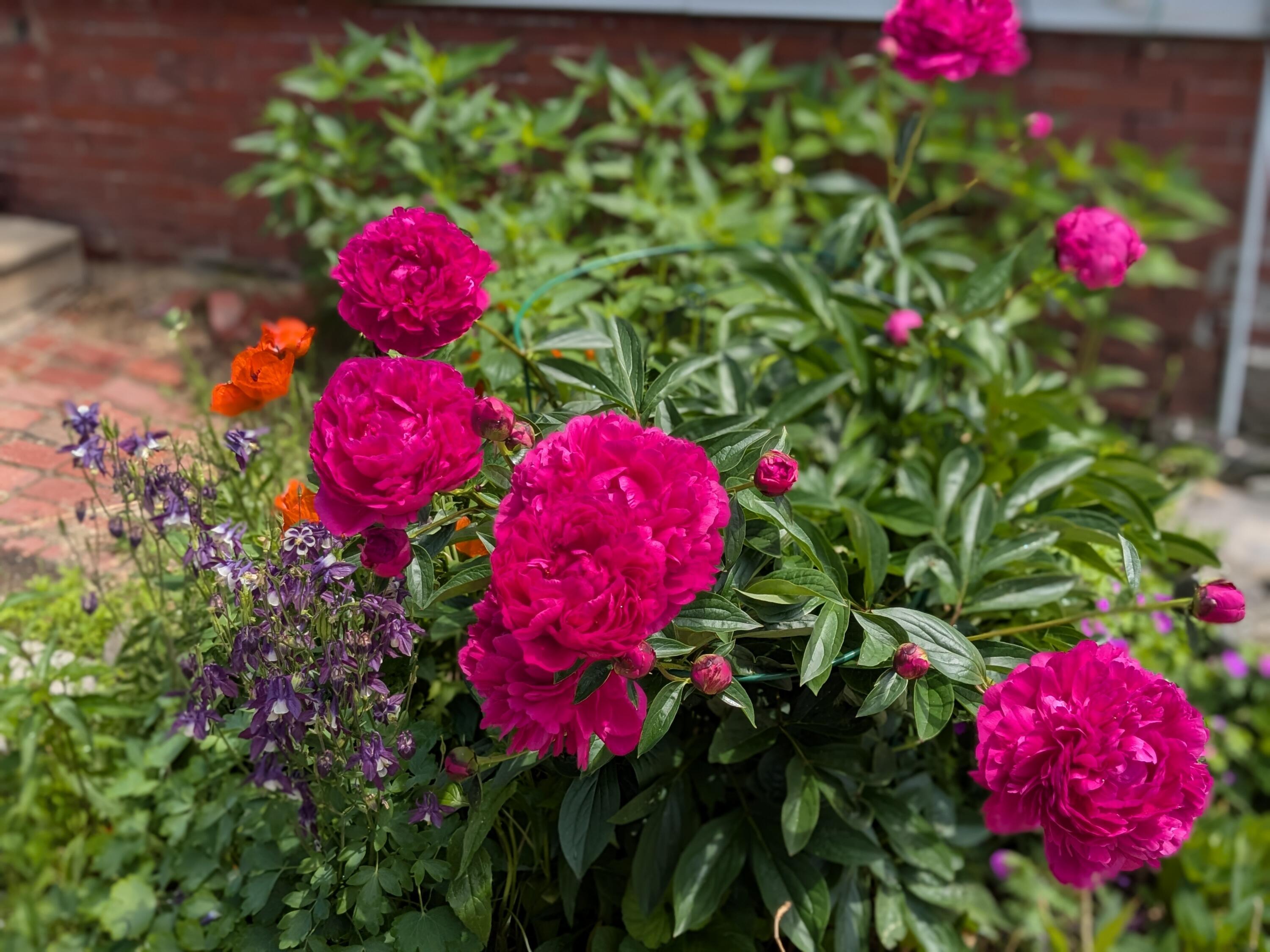 23 Mayo Street Portland, ME 04101 - Photo 28 of 40 Garden