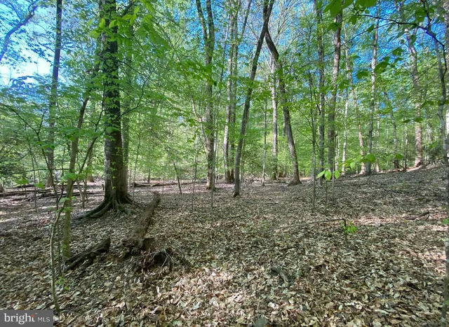 a view of a forest with trees in the background