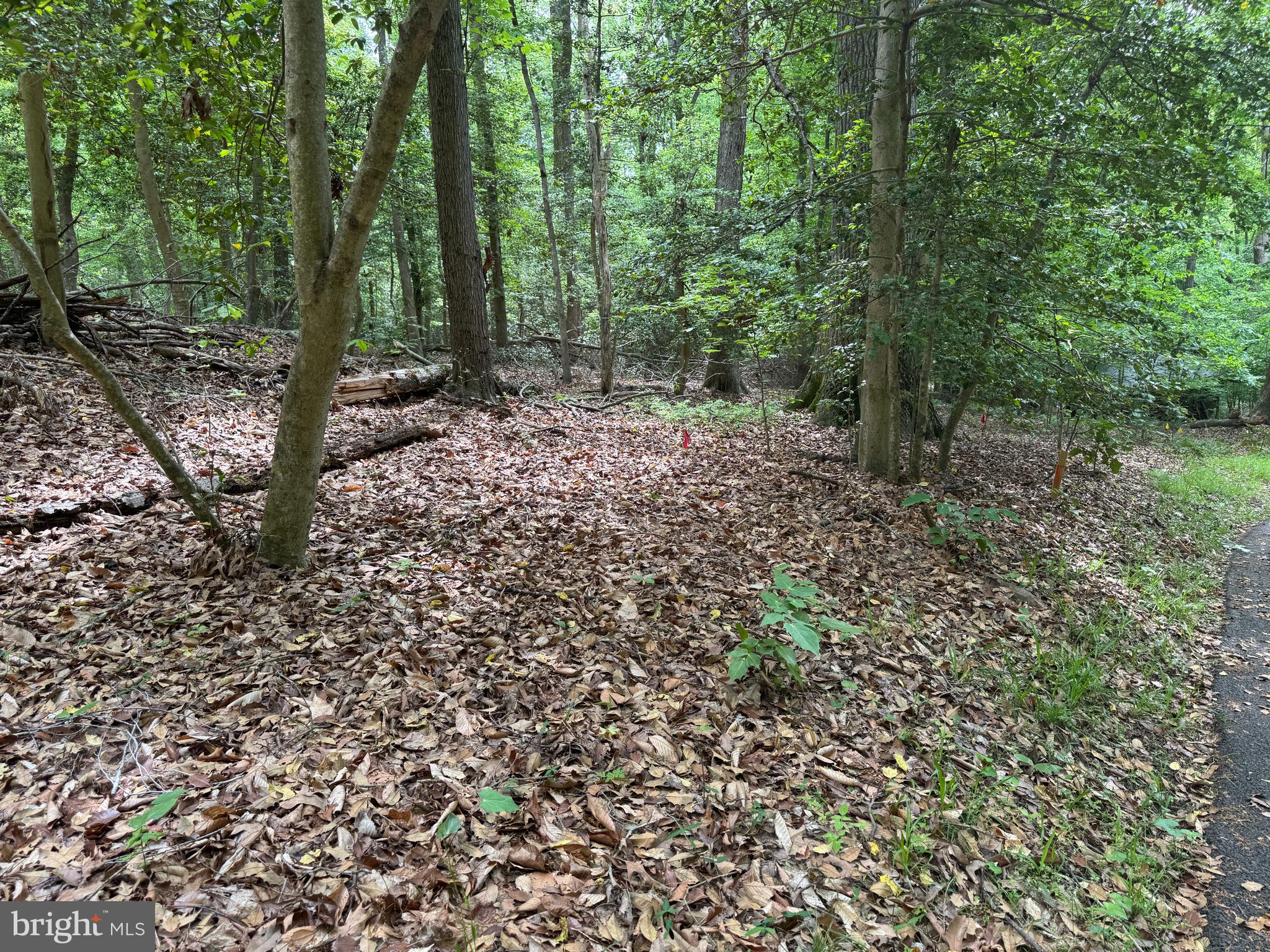 Hidden Valley Road Accokeek, MD 20607 - Photo 14 of 23 a view of a forest with trees in the background