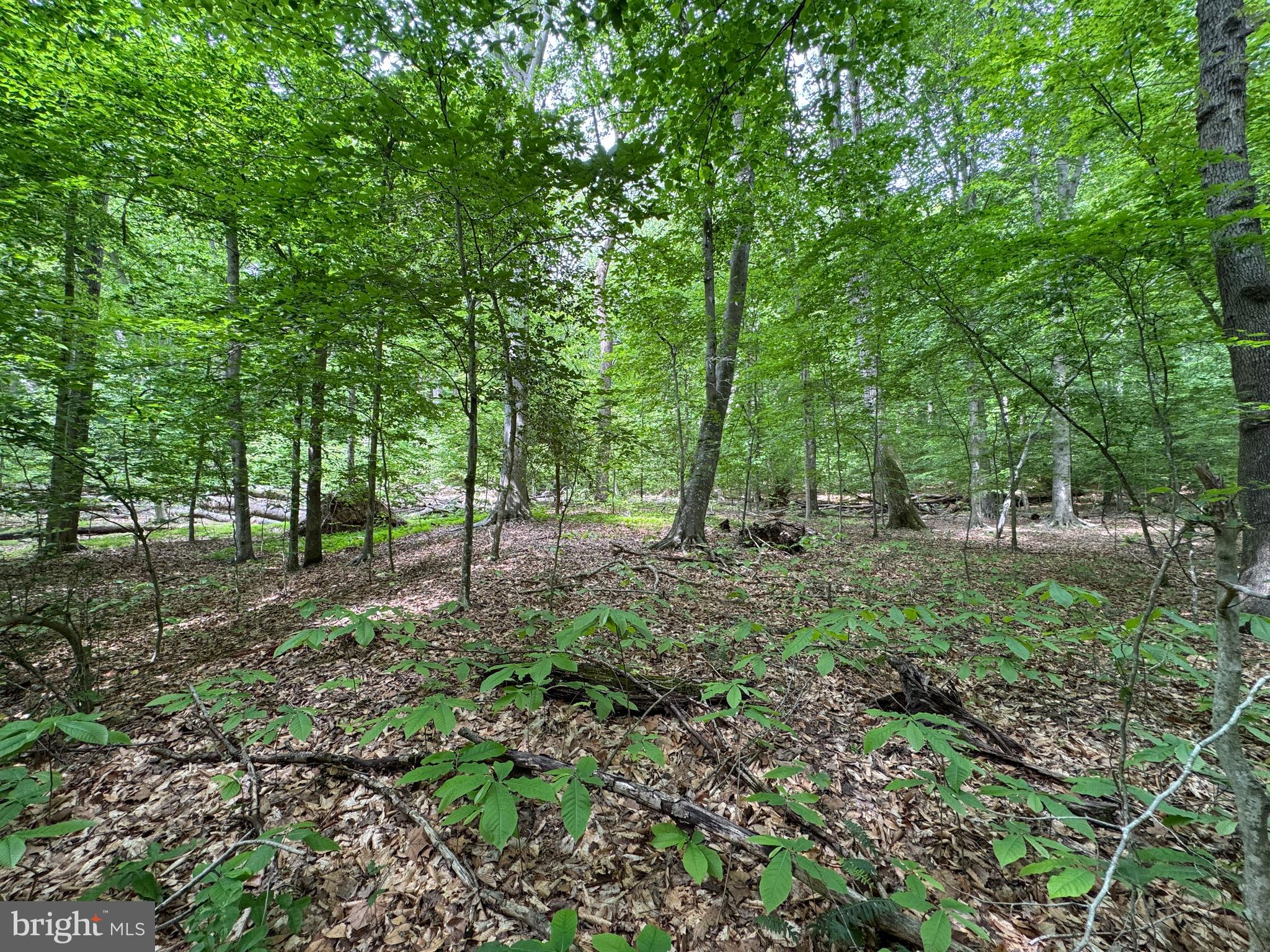 Hidden Valley Road Accokeek, MD 20607 - Photo 16 of 23 a view of outdoor space and trees