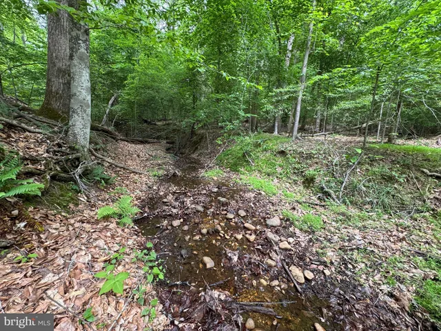 a view of a forest with trees in the background