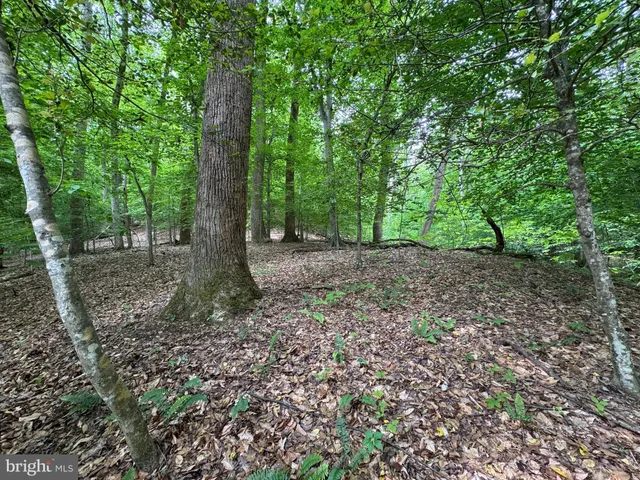 a view of a forest with trees in the background