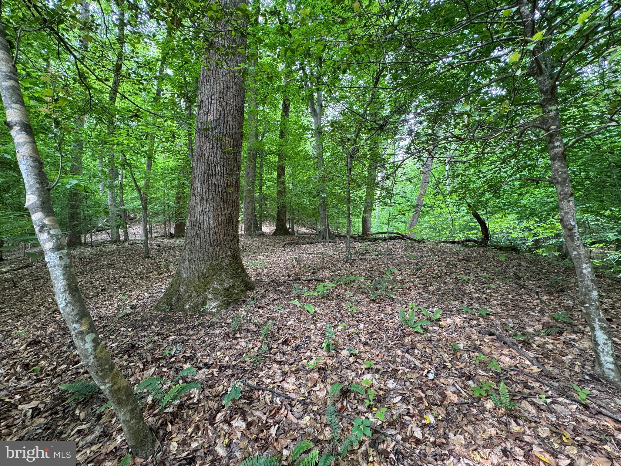 Hidden Valley Road Accokeek, MD 20607 - Photo 18 of 23 a view of a forest with trees in the background