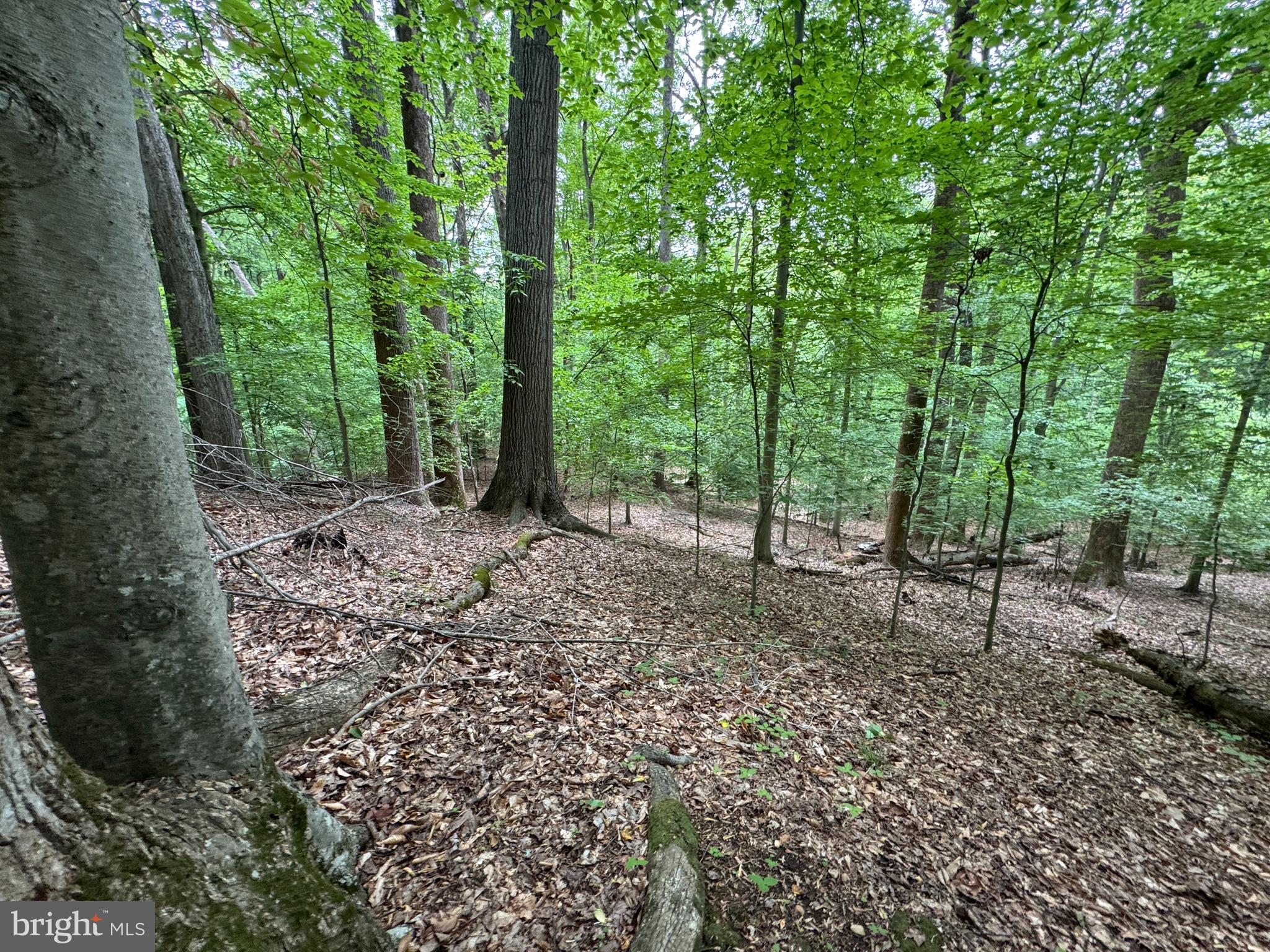 Hidden Valley Road Accokeek, MD 20607 - Photo 19 of 23 a view of a forest with trees in the background