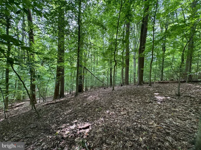 a view of a forest with trees in the background