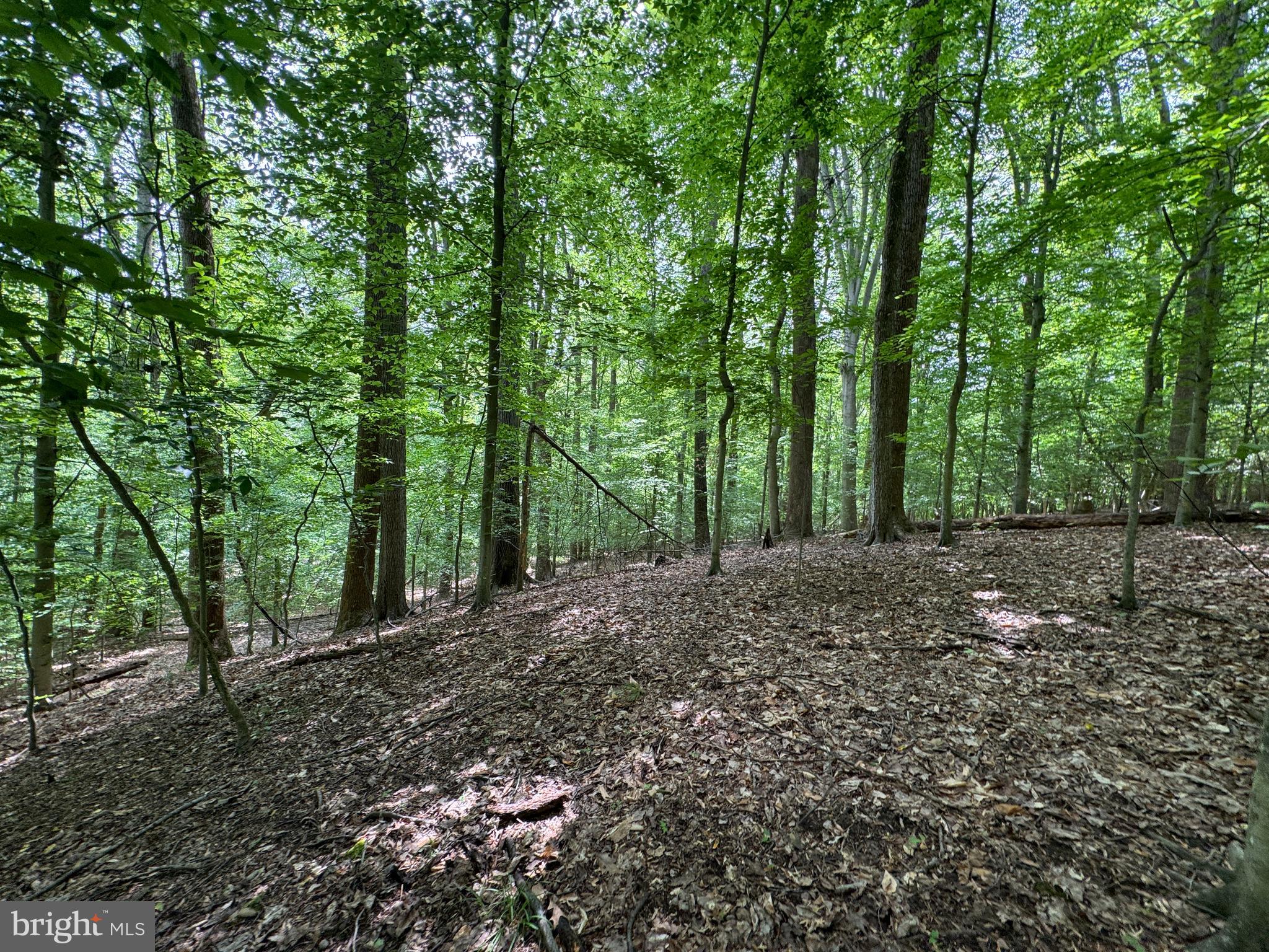 Hidden Valley Road Accokeek, MD 20607 - Photo 20 of 23 a view of a forest with trees in the background