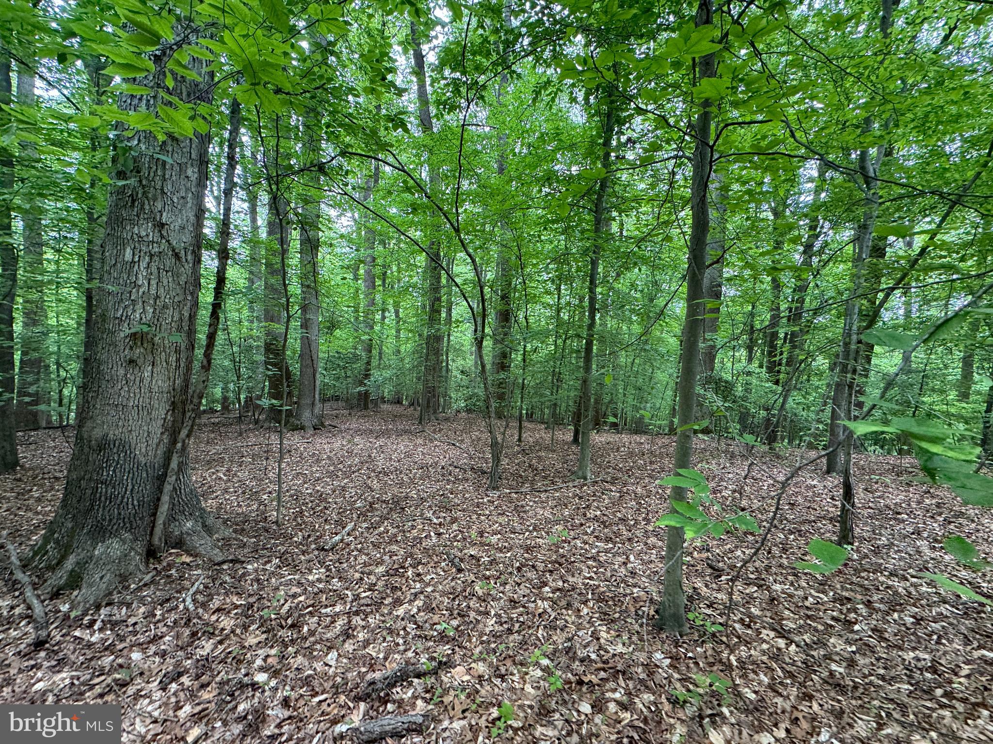 Hidden Valley Road Accokeek, MD 20607 - Photo 22 of 23 a backyard of a house with lots of green space