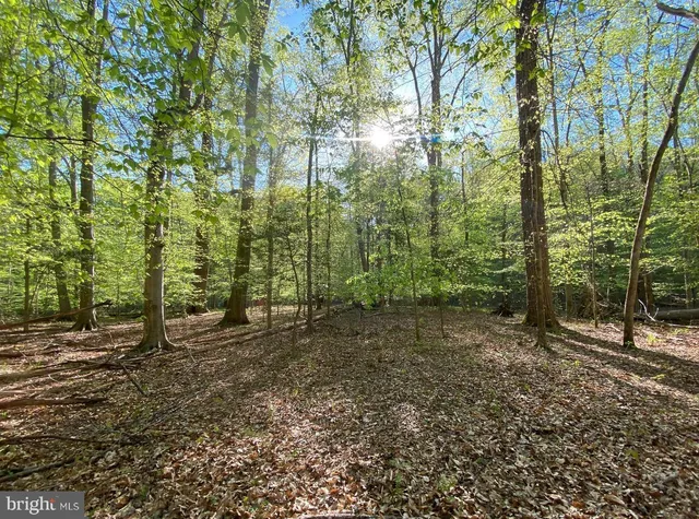 a view of a forest with trees