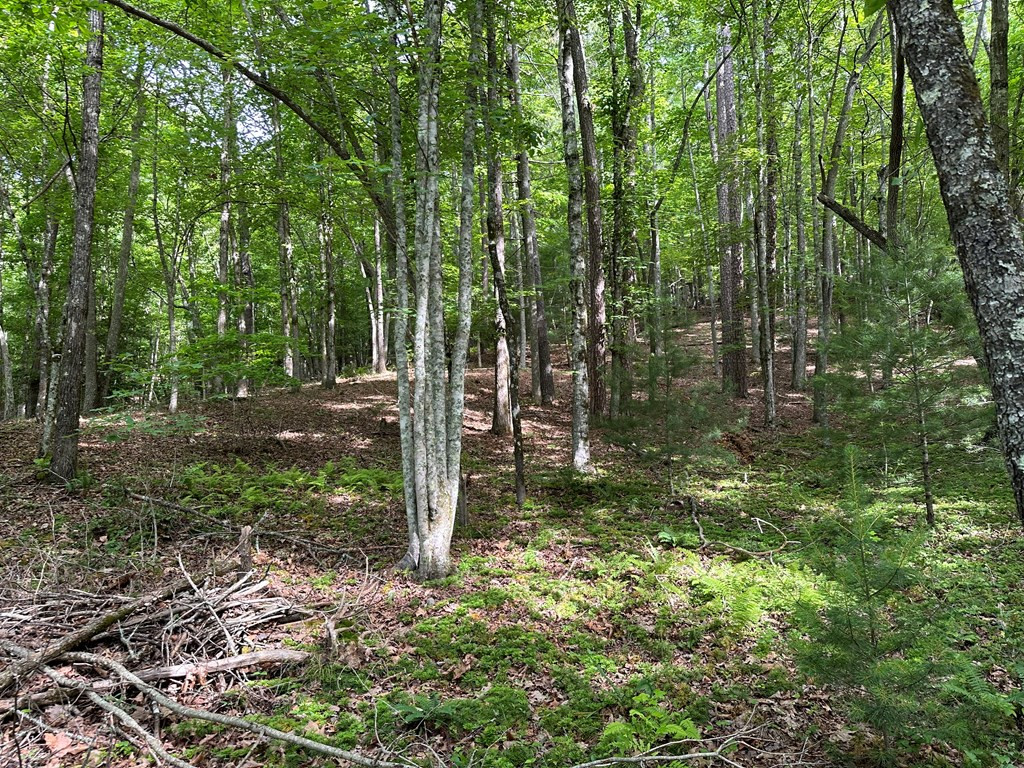 0 Caney Creek Road Murphy, NC 28906 - Photo 2 of 5 Gallery Image 2