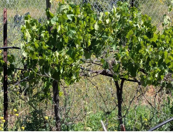 $1,155,000 | 3333 Suncrest Boulevard, El Cajon, CA 92019