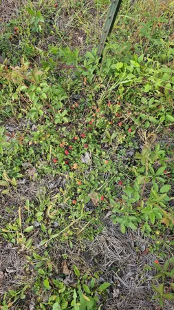 a view of a plant in a garden