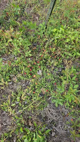 a view of a plant in a garden