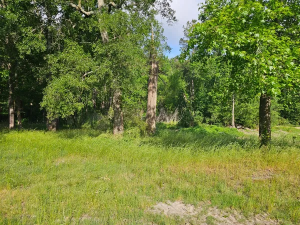 a backyard of a house with plants and large trees