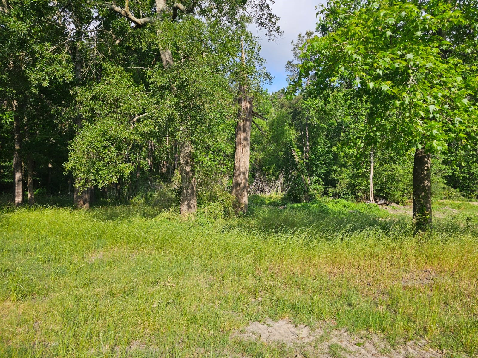 1190 Highway 59 Garrison, TX 75946 - Photo 7 of 12 a backyard of a house with plants and large trees