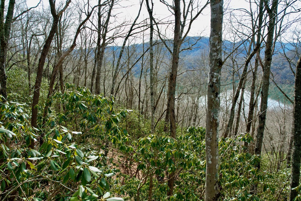 Tbd Tbd Zimmerman / Holly Ridge Road Topton, NC 28781 - Photo 2 of 7