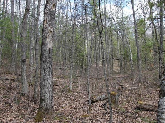 On East Bass Lake Road Eagle River, WI 54521 - Photo 5 of 8 Gallery Image 5