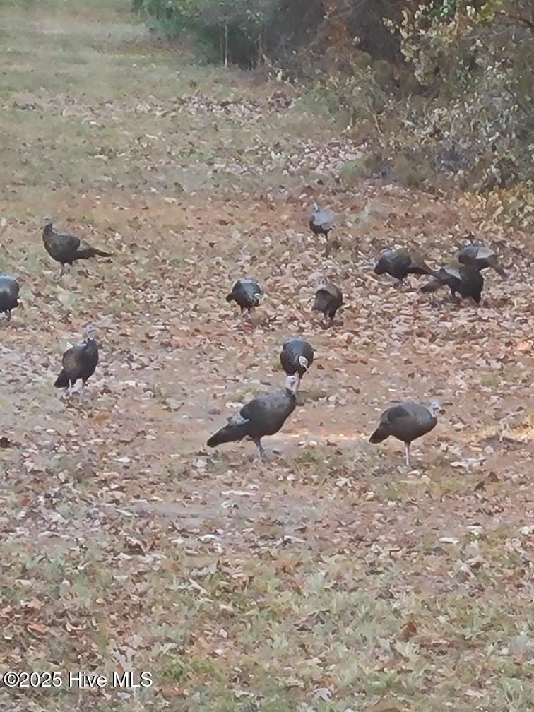 0 Yeopim Road Edenton, NC 27932 - Photo 4 of 6 Turkeys