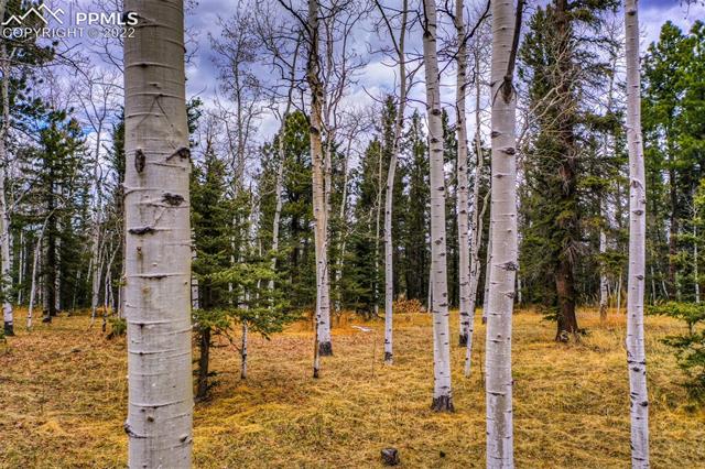 2096 Cedar Mountain Road Divide, CO 80814 - Photo 40 of 42 Gallery Image 40