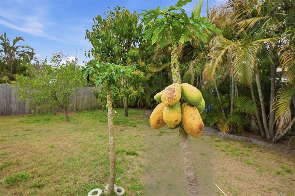 2036 West Ridge Drive Clearwater, FL 33763 - Photo 39 of 50