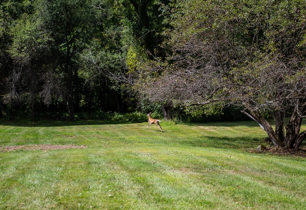 24 North Farms Road Williamsburg, MA 01039 - Photo 8 of 40 a backyard of a house with lots of green space