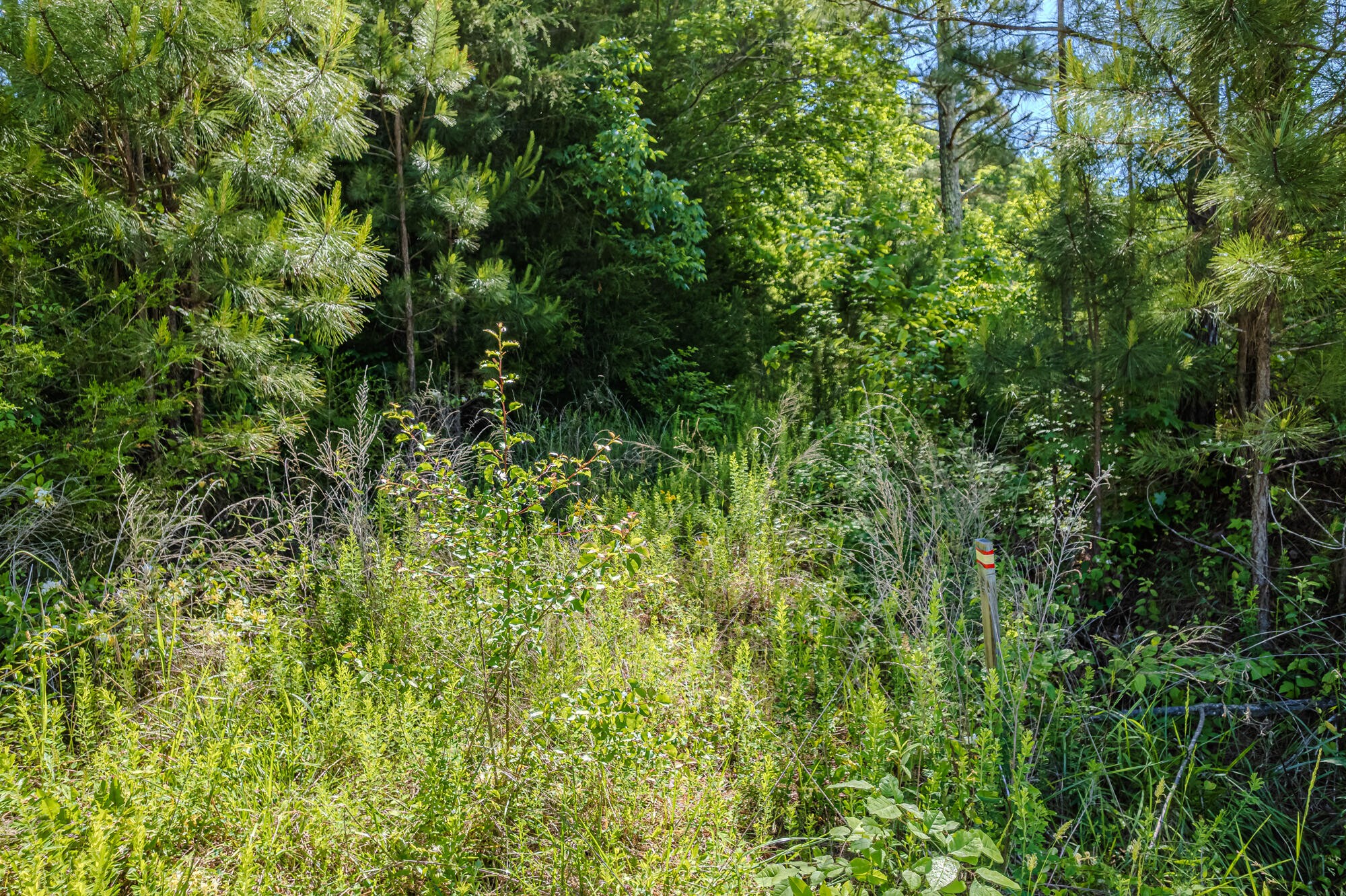 2163 Shiloh Road Decatur, TN 37322 - Photo 13 of 13