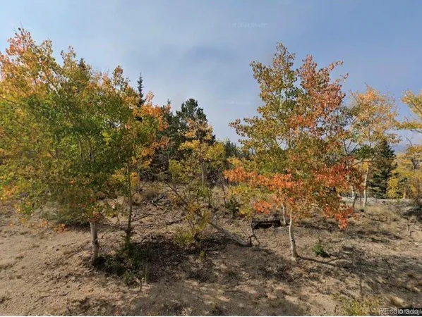 a view of a tree