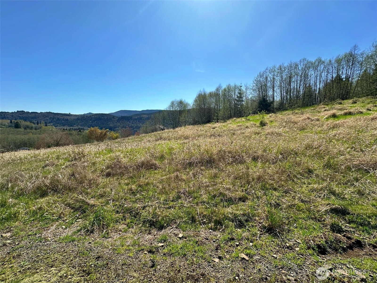 0 Elk Ridge Road Mossyrock, WA 98564 - Photo 11 of 13