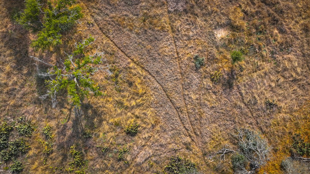 875 Old Harper Road Harper, TX 78631 - Photo 21 of 42 a close up of a tree