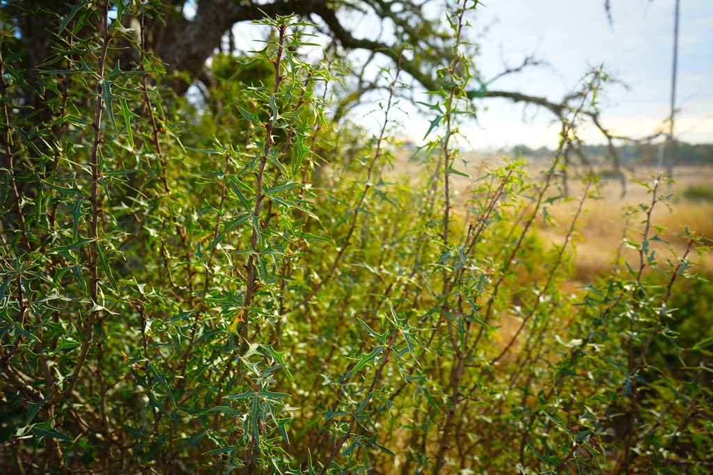 875 Old Harper Road Harper, TX 78631 - Photo 33 of 42 a view of a tree