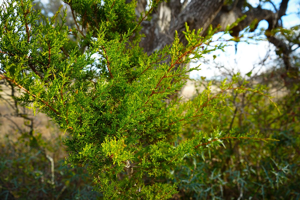 875 Old Harper Road Harper, TX 78631 - Photo 34 of 42