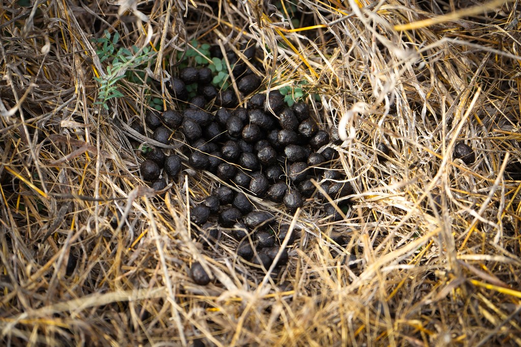 875 Old Harper Road Harper, TX 78631 - Photo 35 of 42