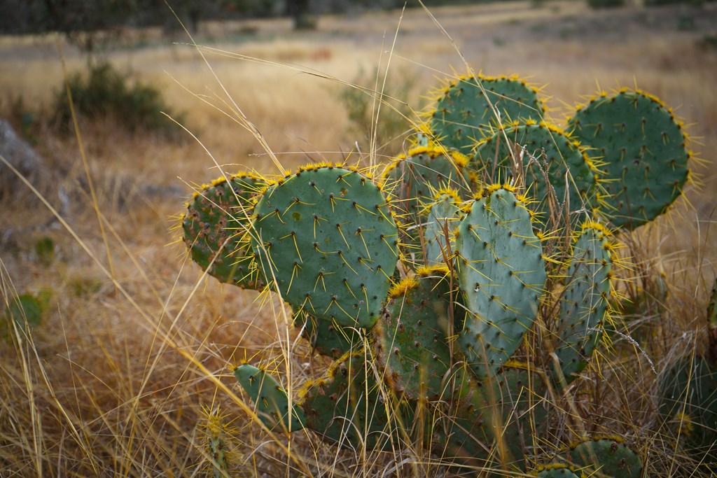875 Old Harper Road Harper, TX 78631 - Photo 37 of 42 a close up of a plant in a garden