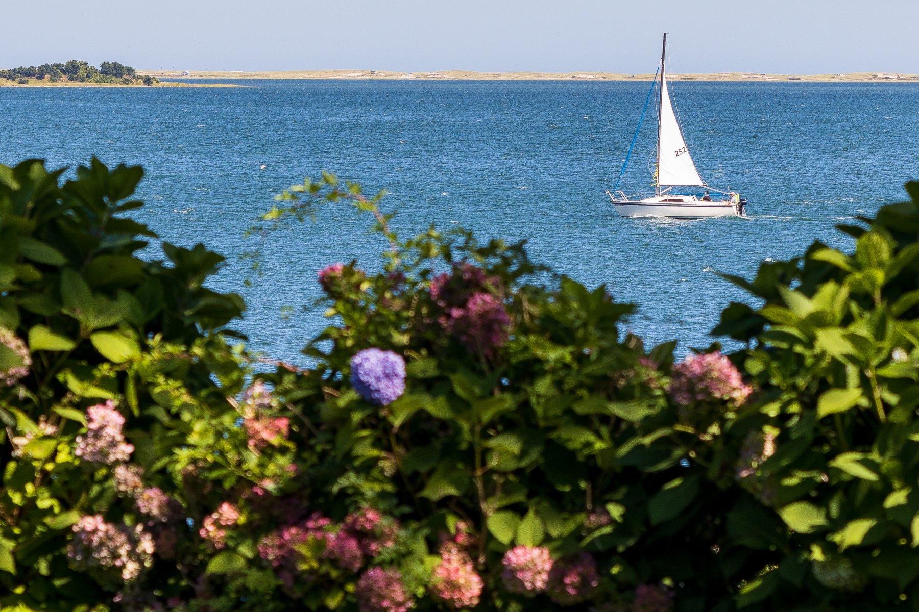 646 South Orleans Road Orleans, MA 02653 - Photo 43 of 43 a view of a flower