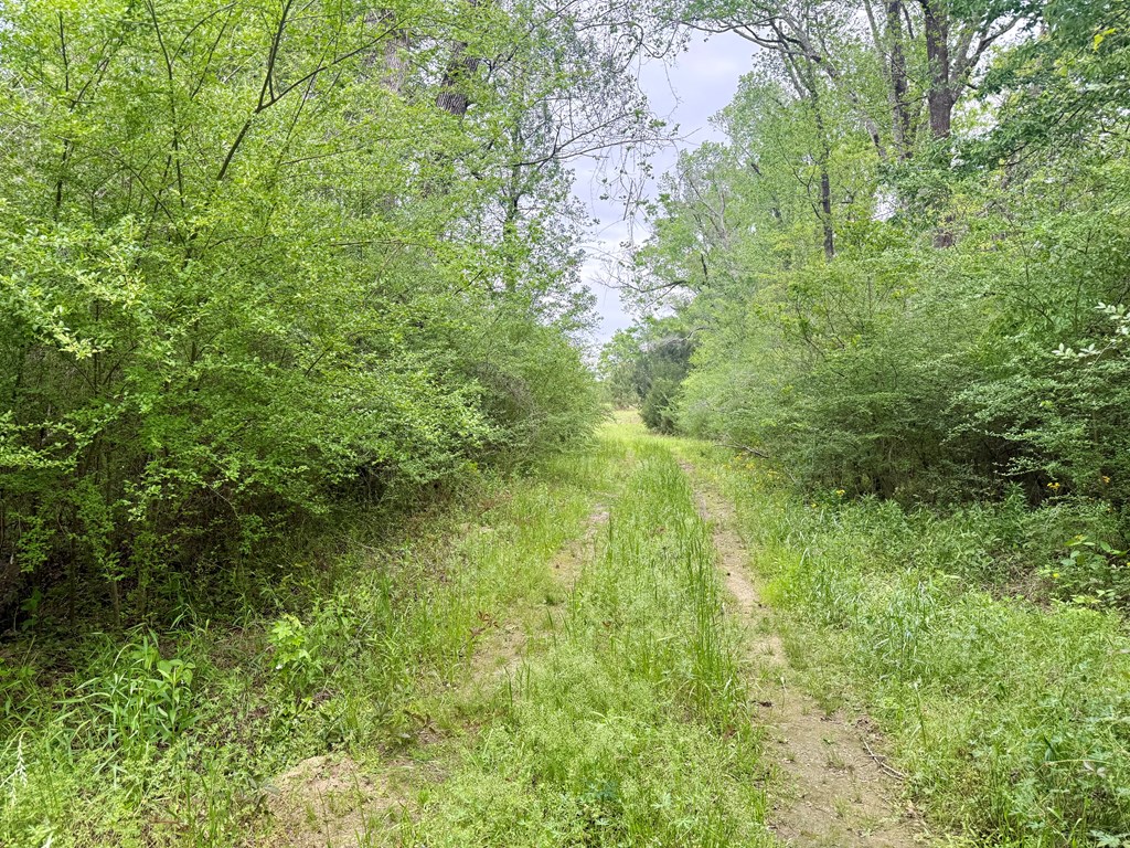 50-acres Dillard Road Pansey, AL 36370 - Photo 7 of 13