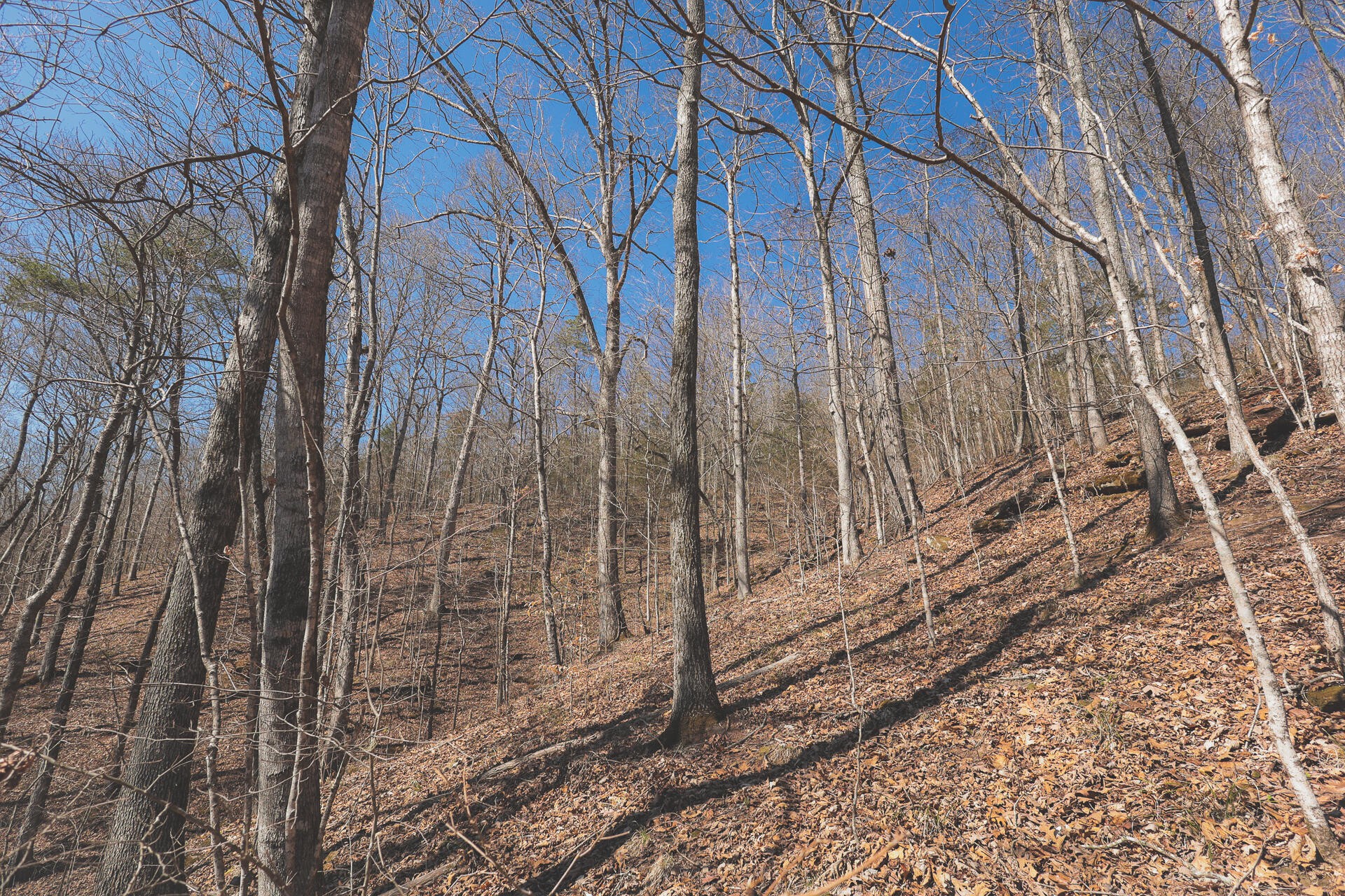 0 Fisher Hollow Road Georgetown, TN 37336 - Photo 59 of 81 Gallery Image 59