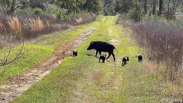 $520,260 | 59 Marshall Tx 75672, Marshall, TX 75672