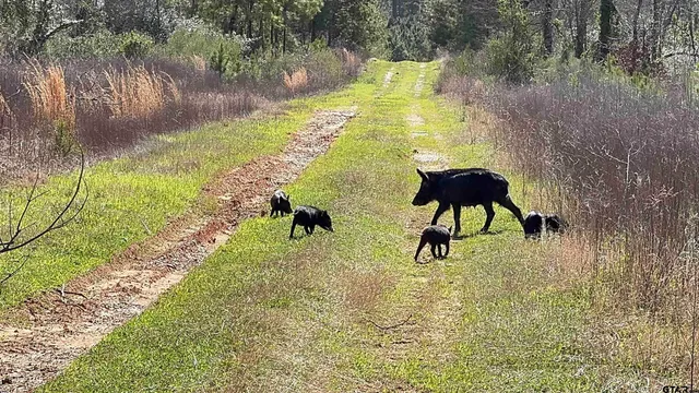 $520,260 | 59 Marshall Tx 75672, Marshall, TX 75672