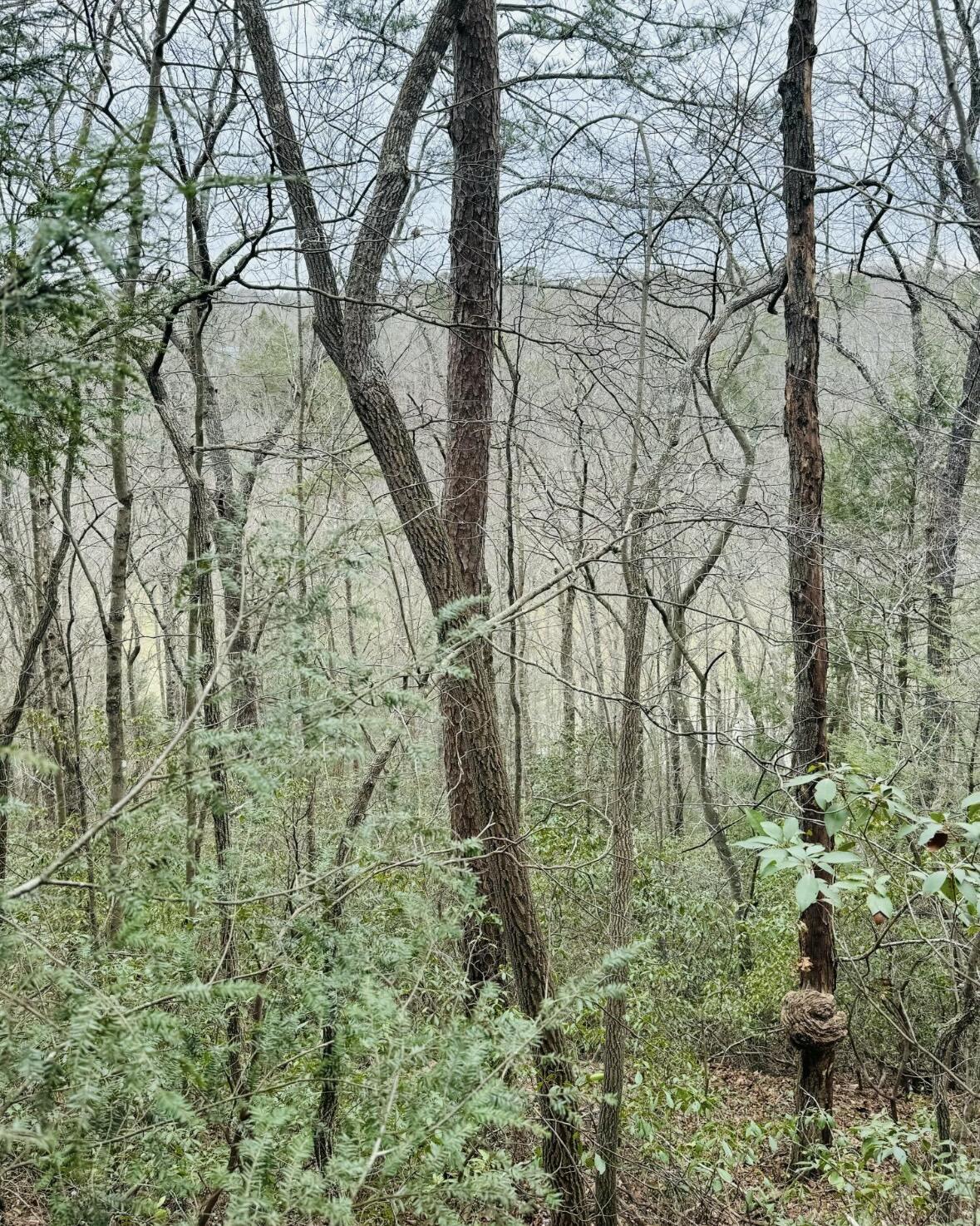 0 Sandy Hills Road Corbin, KY 40701 - Photo 6 of 7 IMG_3756