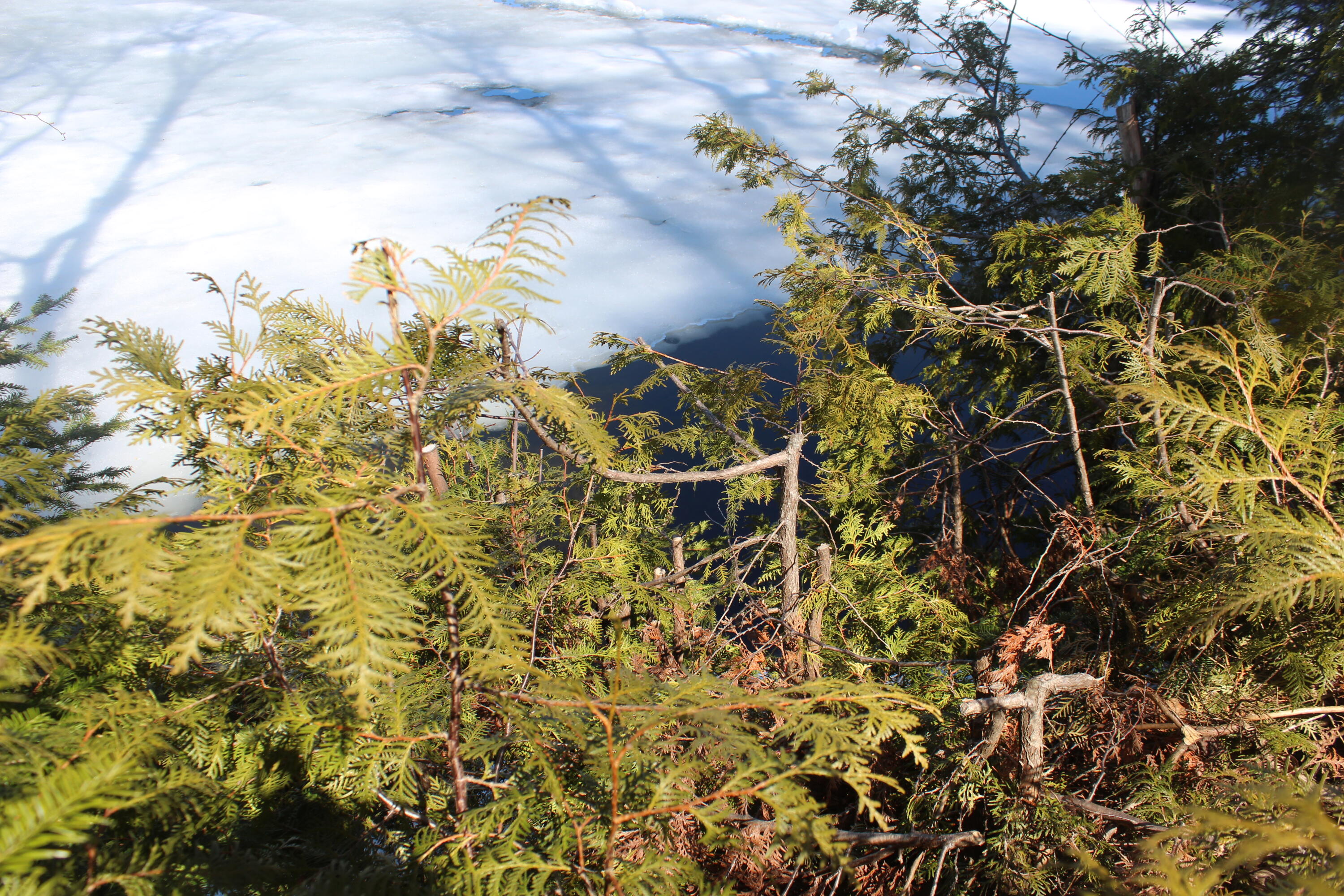 86 Black Point Road Mount Chase, ME 04765 - Photo 14 of 19 IMG_6696