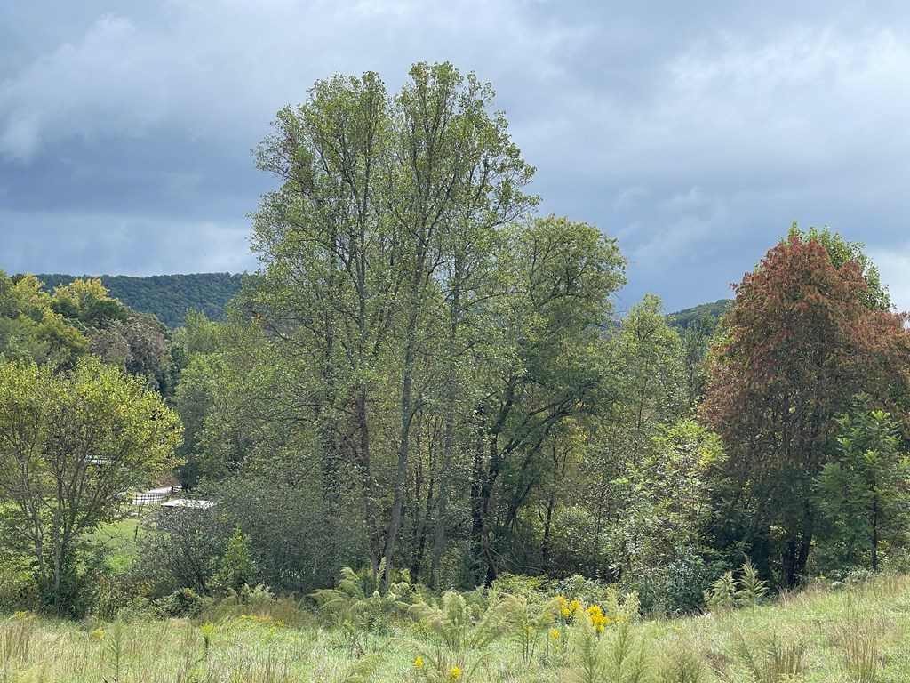 357 Rocking Chair Trail Hayesville, NC 28904 - Photo 21 of 29 Gallery Image 21