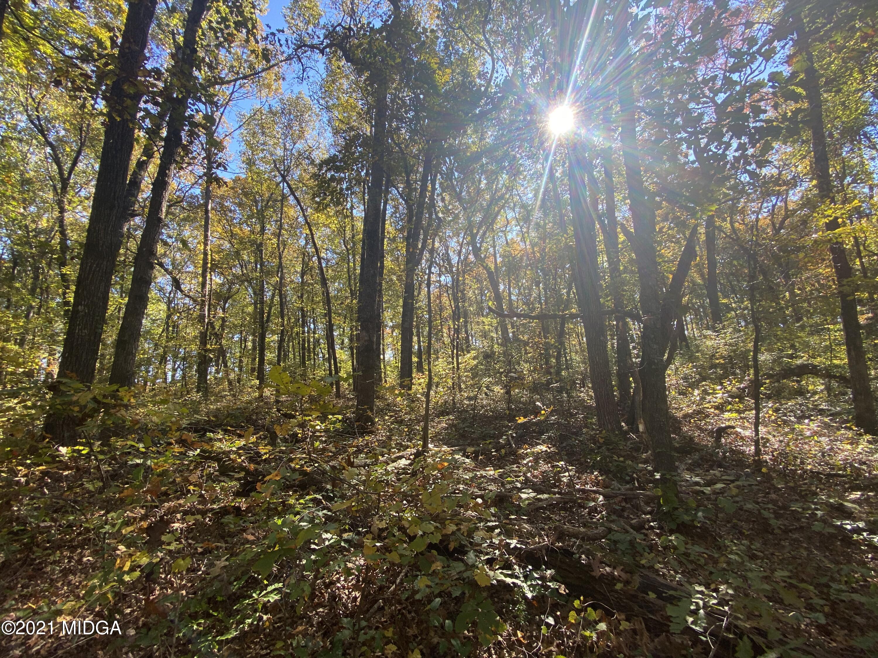 0 Estes Road Macon, GA 31220 - Photo 5 of 8 a view of forest