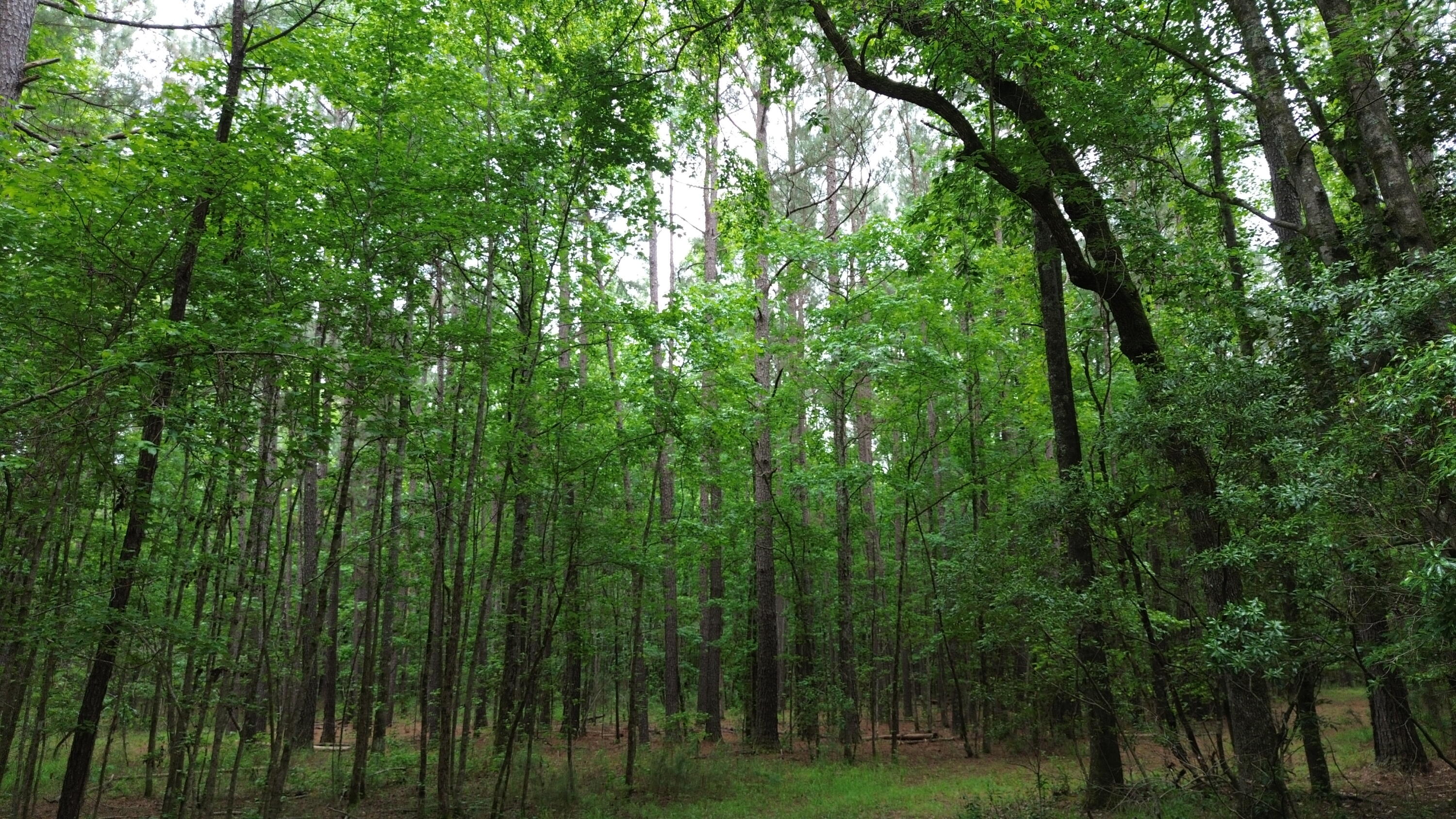 0 Pineview Farm Rd Lane Lane, SC 29564 - Photo 12 of 18 DJI_0356