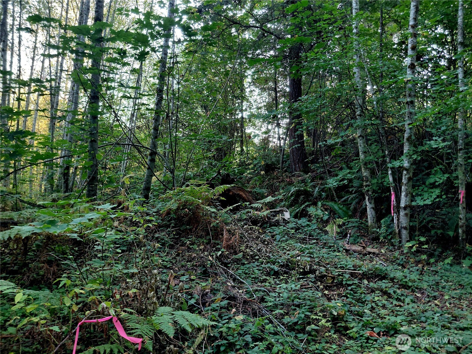 7 Buck Drive Randle, WA 98377 - Photo 12 of 24 a view of outdoor space and trees